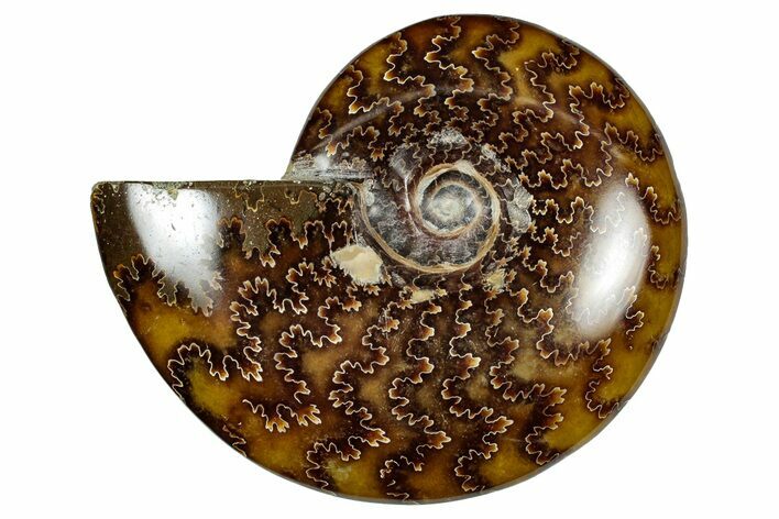 Polished Ammonite (Cleoniceras) Fossil - Madagascar #348486